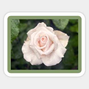 Rose Sticker